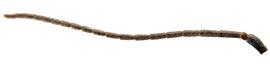   Sirex cyaneus  female antenna; photo by H. Goulet, CNC 
